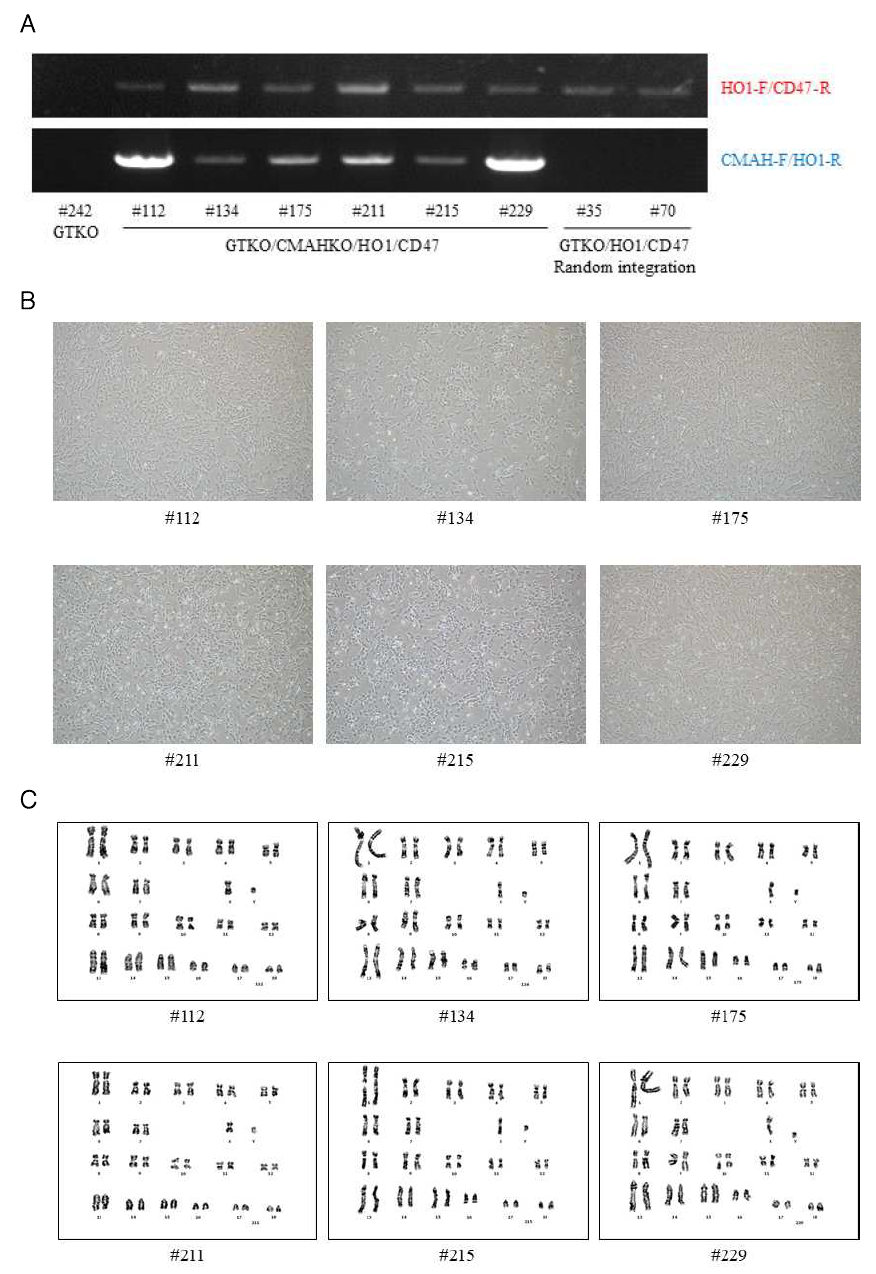 GTKO+CMAHKO/HO1/CD47 형질전환 세포주 형태 및 염색체 분석. 단일세포배양을 통해 염증반응/세포사멸 억제 유전자 다중 제어 벡터가 CMAH exon 4에 도입된 GTKO+CMAHKO/HO1/CD47 형질전환 세포주 6종(A)을 선별하였음. 현미경을 이용한 세포주의 형태(B) 및 염색체 이상 유무(C) 분석 결과임