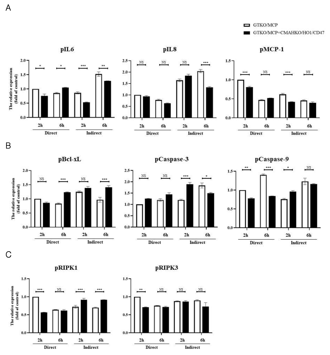 사람 면역세포와의 공배양에 따른 형질전환 공여 체세포주의 염증반응 및 세포사멸 관련 유전자 발현 분석. GTKO/MCP+CMAHKO/HO1/CD47 돼지 섬유아세포와 사람 면역세포의 직접 및 간접 공배양에 따른 염증반응(A), Apoptosis(B), Necrosis(C) 관련 유전자 발현 변화 분석. *p<0.05; **p<0.01; ***p<0.001