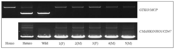 대리모 #34-57이 분만한 복제돼지 자돈의 유전자형 분석. 5두 모두 GTKO/MCP+CMAHKO/HO1/CD47 돼지로 판정