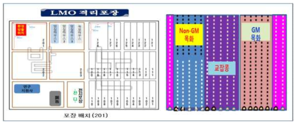 전주 LMO 격리 포장 해충저항성 GM면화의 포장 배치도 및 조성