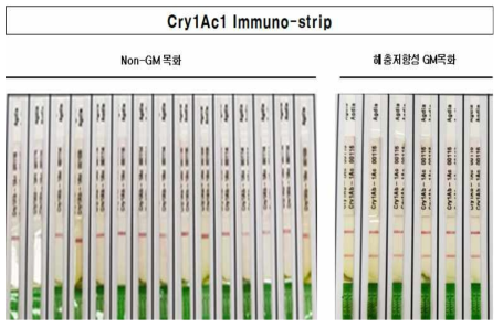 2019년 해충저항성 GM면화 Cry1Ac1 Immuno-strip 검정