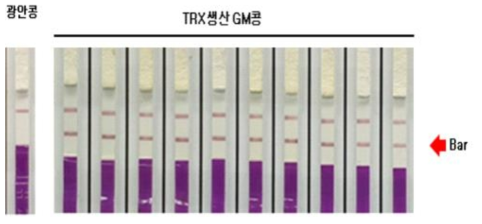 2020년 TRX 생산 GM콩 Bar Immuno-strip 검정