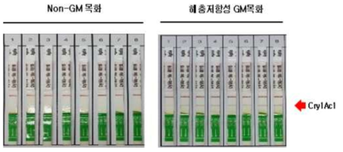 2020년 해충저항성 GM면화 Cry1Ac1 Immuno-strip 검정