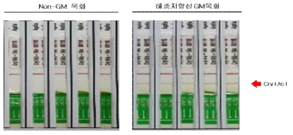 2021년 해충저항성 GM면화 Cry1Ac1 Immuno-strip 검정