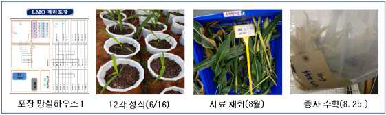 농업환경 지표 생물종 영향평가용 제초제저항성 GM옥수수 시료 생산 과정