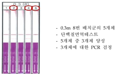 콩 유전자이동성 검정에서 양성으로 나온 배치군의 개체별 재검정