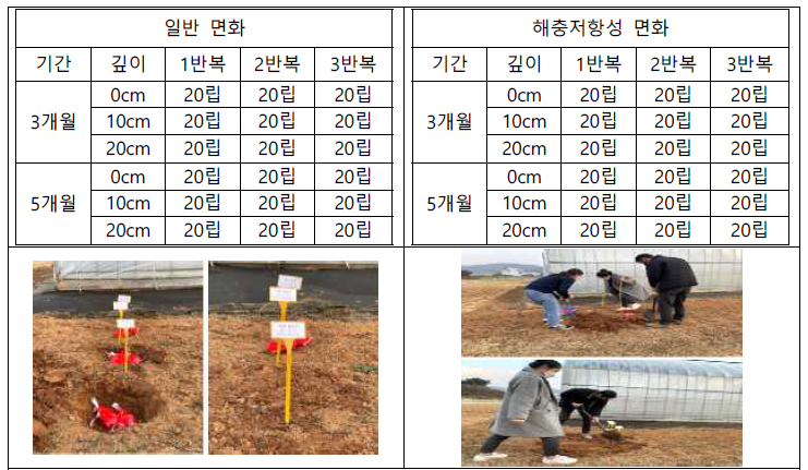 면화의 월동가능성 조사를 위한 종자 매립