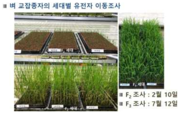 벼 교잡종자의 세대별 유전자 이동성 조사