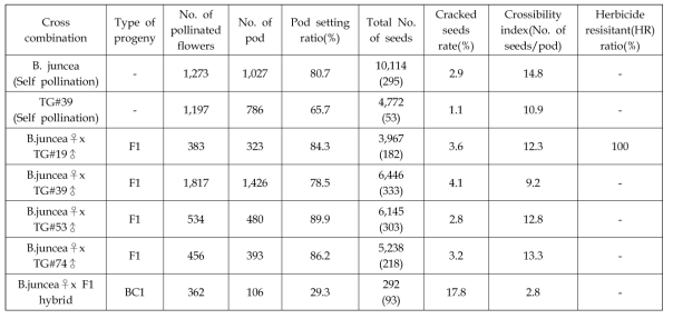 GM유채(B. napus)와 갓(B. juncea)간 F1 교잡종의 제초제 저항성 비율