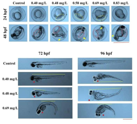 Representative images showing abnormalities observed at 24, 48, 72, and 96 hours of carbendazim treatment. Yellow dotted circle, malformed somites; white dotted square, small eyes; red dotted circle, yolk-sac edema; yellow arrow, abnormal tail; red arrow, pericardial edema; yellow dotted line, spine shape. Scale, 1mm