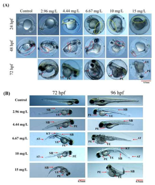 Representative images showing phosmet-induced deformities at (A) 24 hpf, 48 hpf, and 72 hpf (unhatched embryos) (B) 72 hpf and 96 hpf. Controls showed normal morphology until 96 hpf. Yellow dotted circle, somites; Red dotted circle, shape of the tail; white dotted circle, eyes; PE, pericardial edema; YE, yolk-sac edema; KT, kink in the tail; AT, abnormal tail; SB, spine bending. Scale 0.5 mm