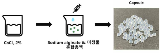 Capsule formulation manufacture process