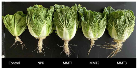 혼합미생물제 처리수준에 다른 배추의 생육전경