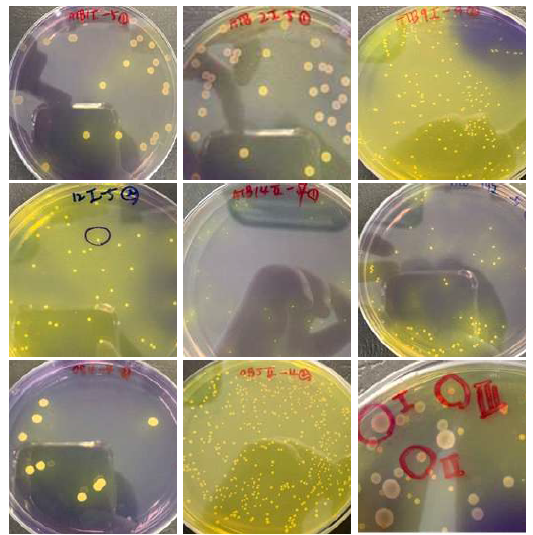 Isolation of acid producing bacteria by using BCP-PCA medium