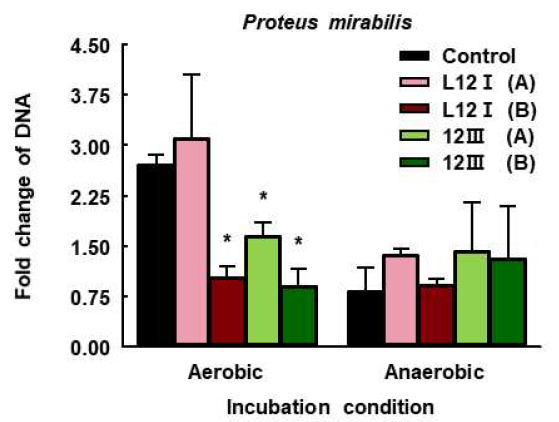 Real-time PCR analysis of DNA concentration change of P. mirabilis by treatment of strains. (A): low inoculation, (B): high inoculation. *p<0.05 vs CON