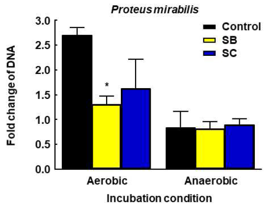 Real-time PCR analysis of DNA concentration change of P. mirabilis by treatment of strains. SB, Saccharomyces boulardii; SC, Saccharomyces cerevisiae. *p<0.05 vs CON