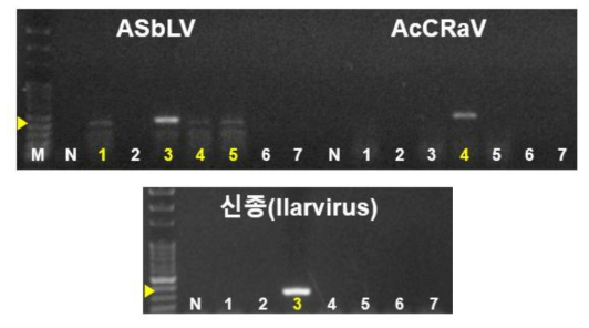 키위 7점의 ASbLV, AcCRaV, 신종(Ilarvirus) 검정 PCR