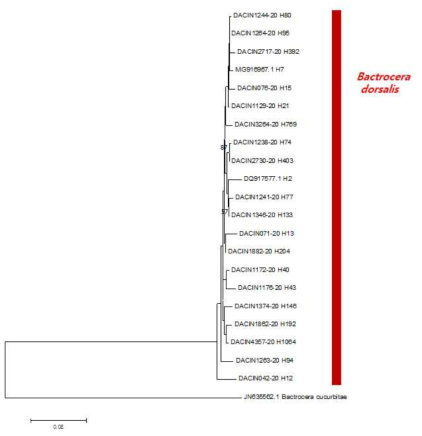 오리엔탈과실파리 주요 COI-haplotype의 NJ분석 결과(1,344bp)