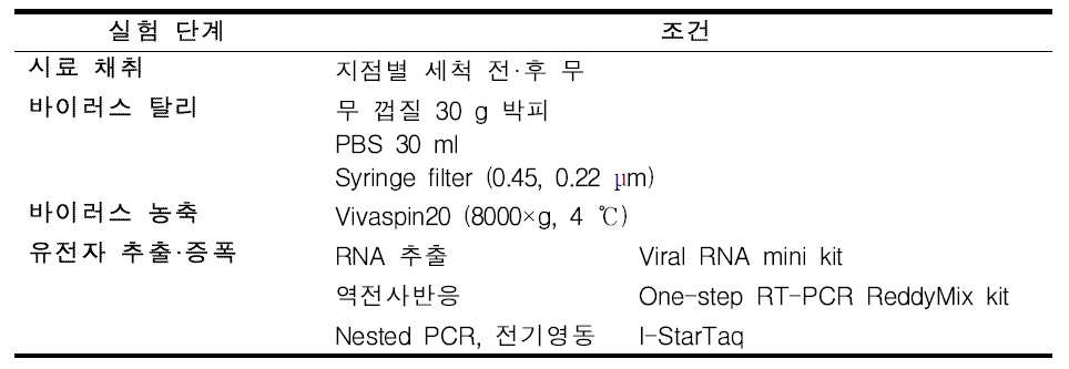 무의 식중독바이러스 검출 여부 확인 실험