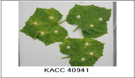 C. cassiicola KACC 40941