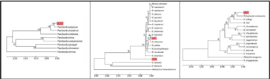선발미생물 JE201, IS402, JJ47, BC01의 계통수