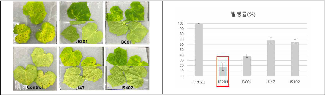 선발 미생물의 갈색무늬병 발생 예방 효과 검정