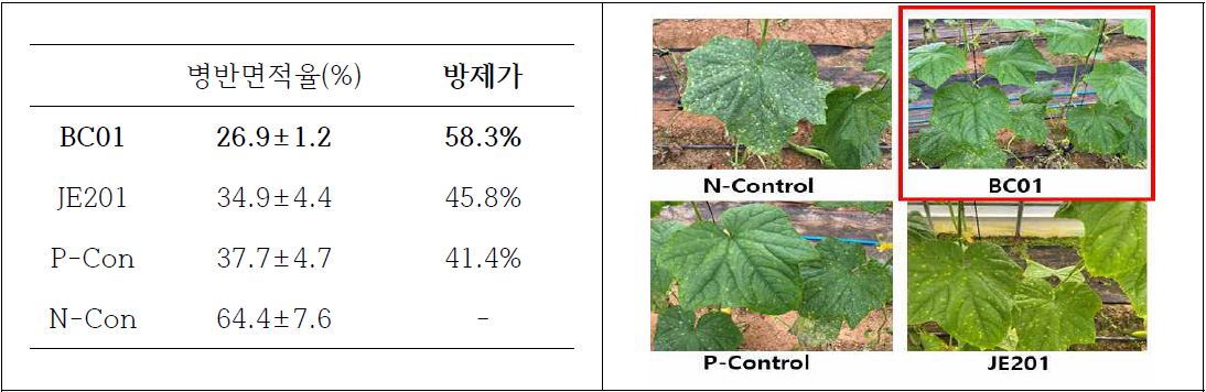 선발 미생물의 오이 갈색무늬병 방제효과 검정