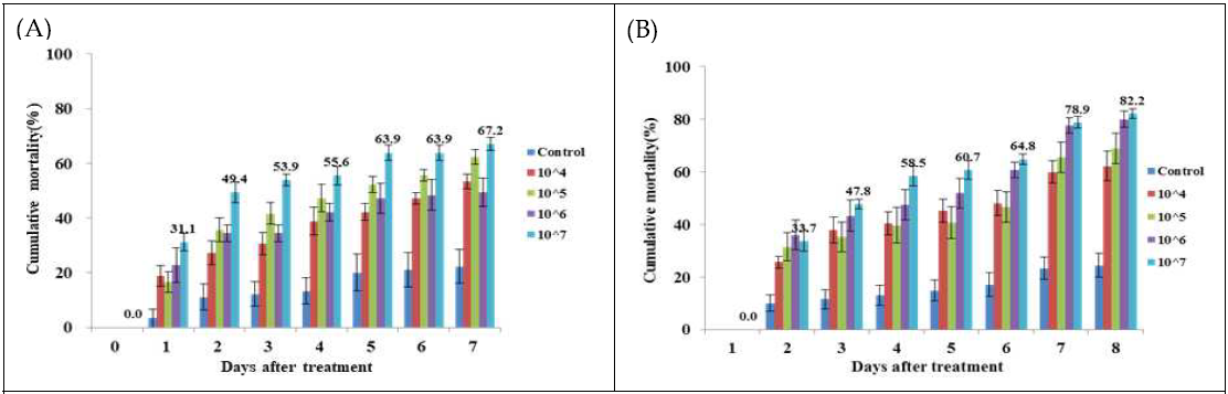 선발 곤충병원균의 최적 처리 농도 검정 (A) FT284, (B) FT333