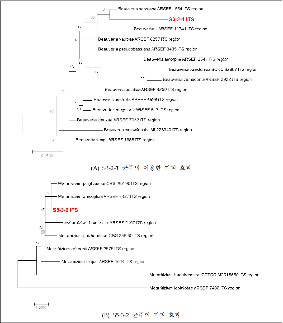 ITS 영역 염기서열을 기반으로한 선발 미생물의 계통도