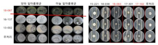 양파, 마늘 잎마름병균 생육억제용 미생물 선발 시험 결과(좌 : Trichoderma속 균주, 우 : Bacillus속 균주)