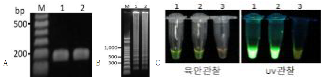 양파노균병균 등온증폭법 개발(A: F3/B3 프라이머 PCR, B: 등온증폭 영동결과, C: SYBR green I solution 염색)