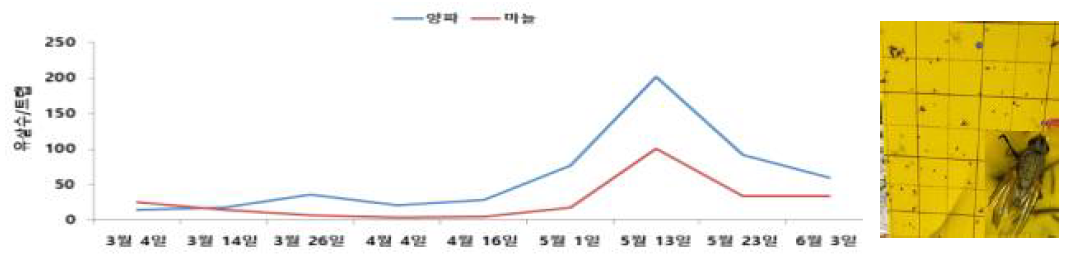 양파, 마늘에서 고자리파리류 발생소장