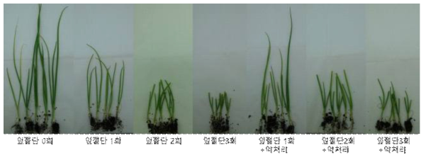 잎 절단 횟수 및 약제 처리 여부에 따른 유묘 사진