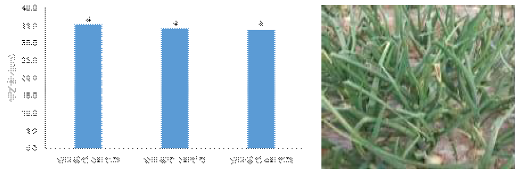 잎마름병 방제횟수에 따른 병반길이(p<0.05)