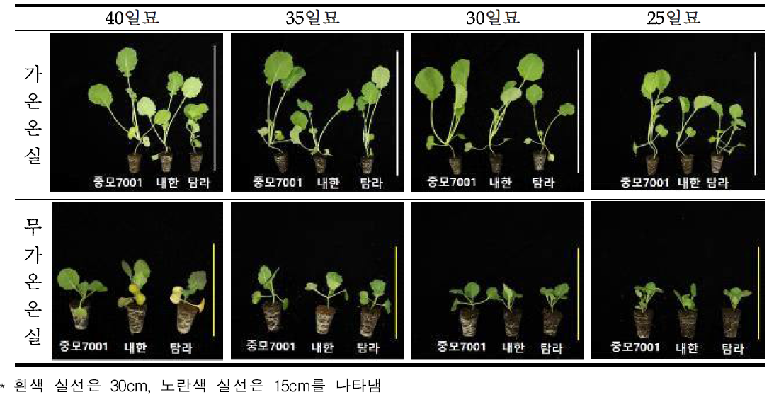 육묘 장소 및 일수별 봄 재배 유채 3 품종 생육(2차)