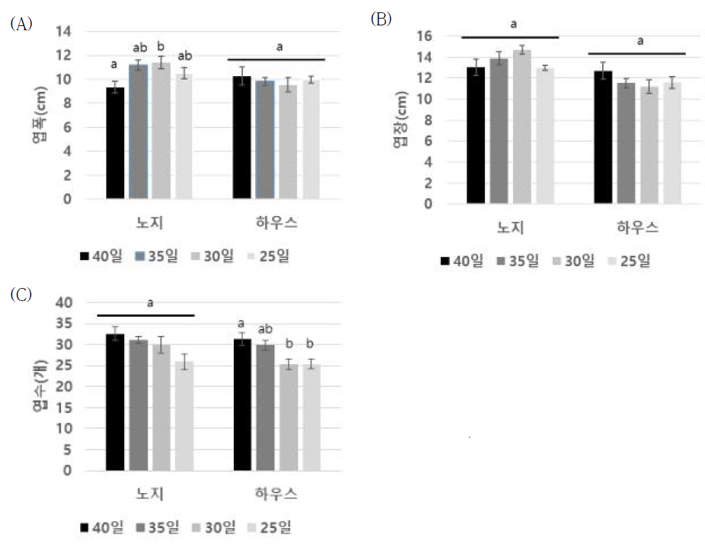 육묘장소 및 육묘 일수별 가을재배 이식 유채 월동 후 생육. (A): 엽폭; (B): 엽장; (C): 엽수. 작은 알파벳은 처리 간 평균의 통계적 유의성을 나타냄(Tukey 검정, P<0.05)