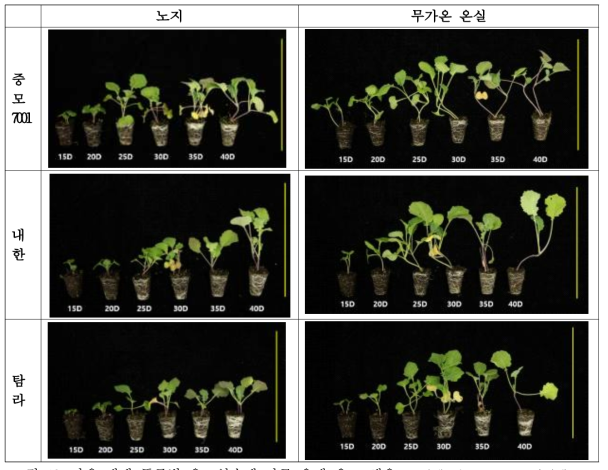 가을 재배 품종별 육묘일수에 따른 유채 유묘 생육. 노란색 선은 20cm를 나타냄