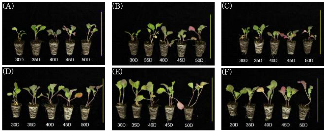 가을재배 2차 이식시기 품종별 육묘일수에 따른 유채 생육. (A), (D): 중모7001; (B), (E): 내한; (C), (F): 탐라. (A), (B), (C): 노지 육묘 유채, (D), (E), (F): 무가온 온실 육묘 유채. 노란색 선은 15 cm를 나타냄