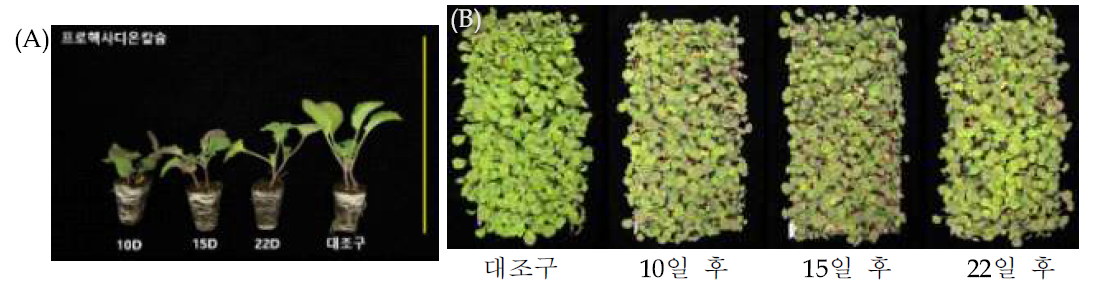 가을 재배 시기별 프로헥사디온 칼슘(2차) 처리 후 유채 35일묘. (A): 프로헥사디온 칼슘 처리 시기별 유묘 개체 비교; (B): 프로헥사디온 칼슘 처리 시기별 유묘 전체 비교. 노란색 선은 20cm를 나타냄