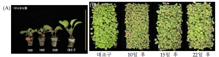 가을 재배 시기별 디니코나졸(2차) 처리 후 유채 35일묘. (A): 디니코나졸 처리 시기별 유묘 개체; (B): 디니코나졸 처리 시기별 유묘 전체. 노란색 선은 20cm를 나타냄