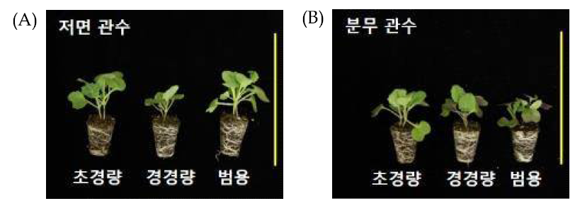 봄재배 상토 및 관수 조건별 유채 유묘 생육. (A): 저면 관수 유채; (B): 분무 관수 유채. 노란색 선은 15cm를 나타냄