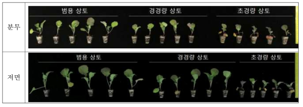 상토 종류 및 관수 처리 방법에 따른 유채 생육 비교