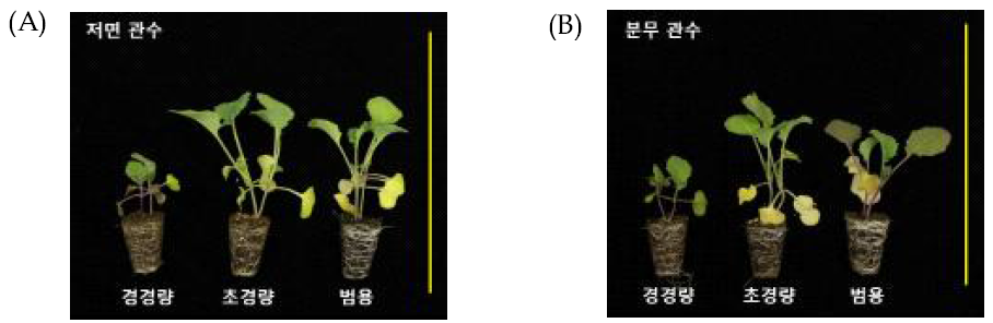 가을재배 상토 및 관수 조건별 유채 유묘 생육. (A): 저면 관수 유채; (B): 분무 관수 유채. 노란색 선은 20cm를 나타냄