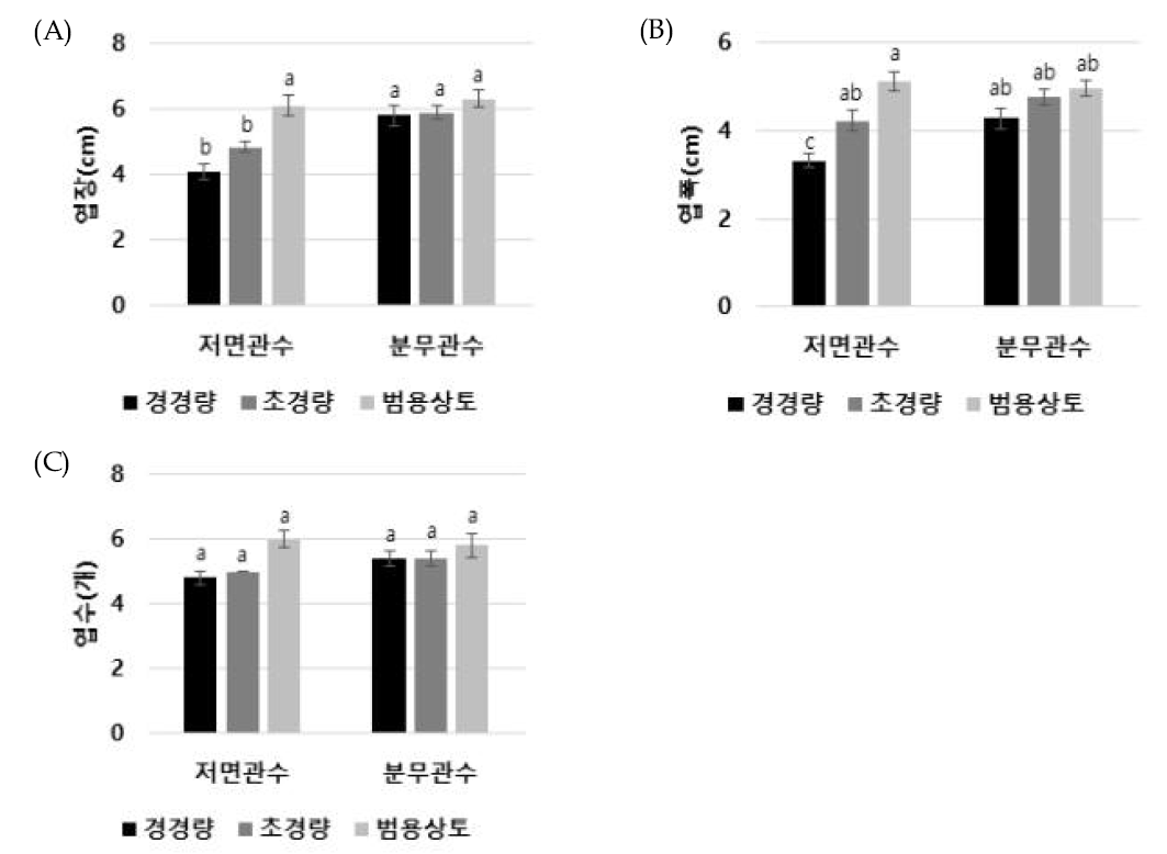 관수 및 상토 조건별 가을 재배 유채 월동전 생육조사. (A): 엽장; (B): 엽폭; (C): 엽수. 작은 알파벳은 처리간 평균의 통계적 유의성을 나타냄 (Tukey 검정, P<0.05)