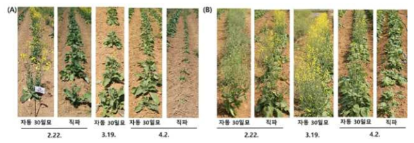 직파 및 자동 이식기 이용 유채 생육. (A): 5월 10일, (B): 6월 3일