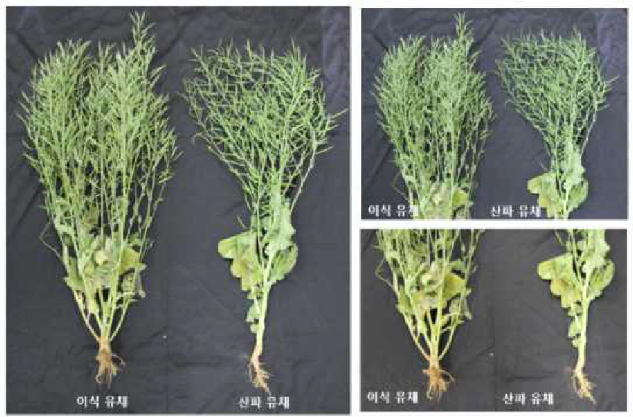 이식 유채와 관행재배(산파) 유채 생육 비교