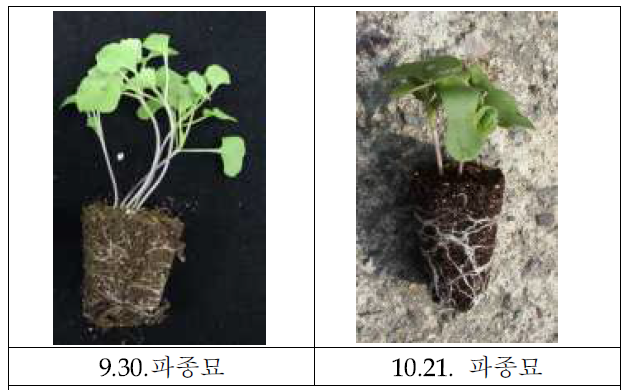 파종시기 및 파종기간에 따른 유채 유묘