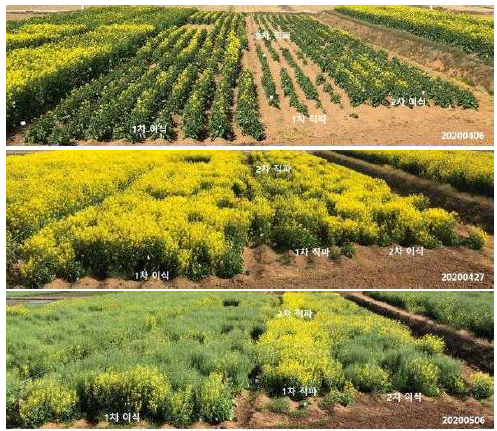 이식시기에 따른 개화기 가을재배 이식 유채