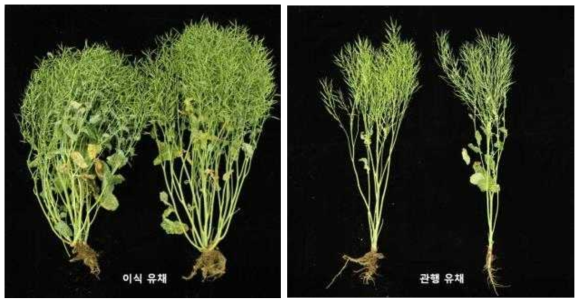 이식 유채와 관행 유채 비교.