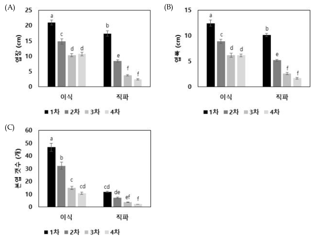 이식시기에 따른 이식 유채 월동후 생육조사. (A): 엽장; (B): 엽폭; (C): 엽수.작은 알파벳은 처리 간 평균의 통계적 유의성을 나타냄 (Duncan 검정, P<0.05)